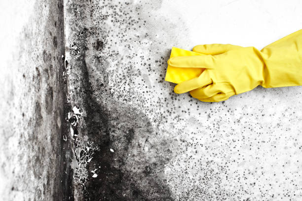 Best Certified Mold Removal  in North Les, AK