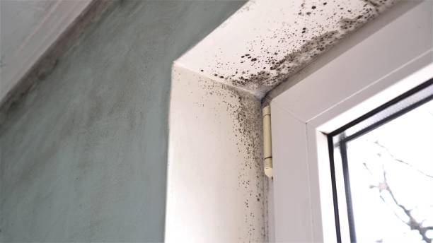 Best Water Damage Restoration  in North Les, AK
