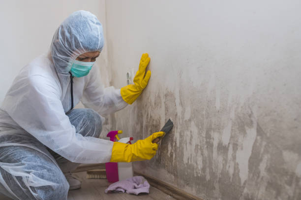 Best Local Mold Removal Service  in North Les, AK