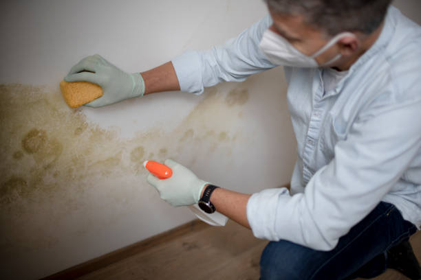 Best Attic Mold Removal  in North Les, AK