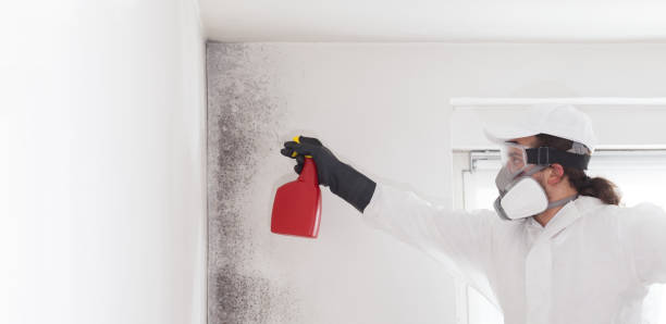 Best Mold Damage Repair  in North Les, AK