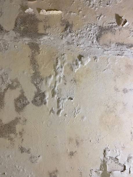 Best Mold Removal Company Near Me  in North Les, AK