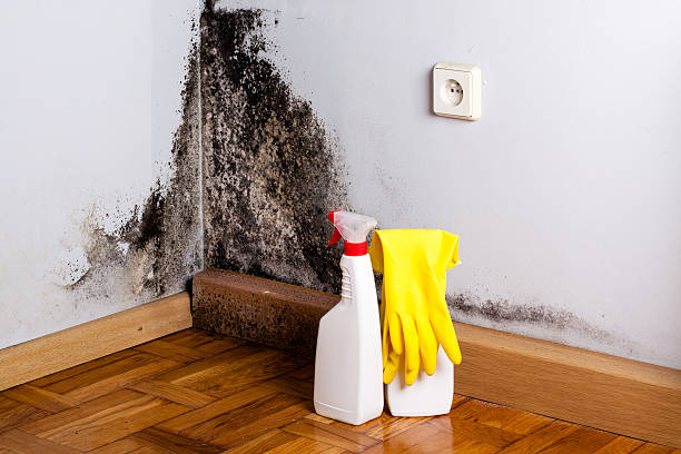 Best Home Mold Removal  in North Les, AK