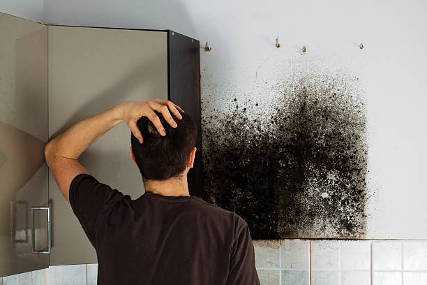 Crawl Space Mold Removal in North Lakes, AK