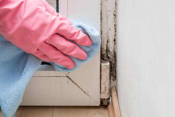 Best Emergency Mold Removal  in North Les, AK