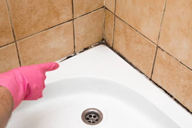 Best Affordable Mold Removal  in North Les, AK